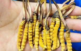探秘新鲜冬虫夏草价格密码