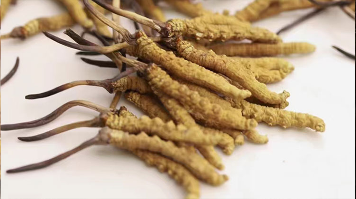 水温决定营养！冬虫夏草鲜草泡水温度全解析​