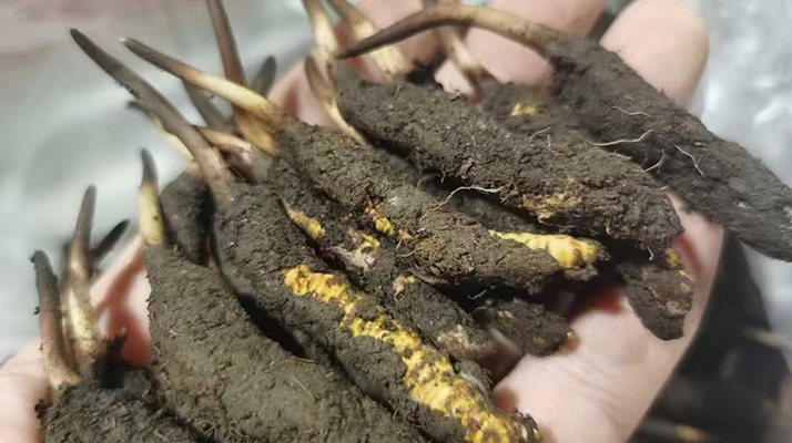 冬虫夏草鲜草保存指南：三招锁住天然精华