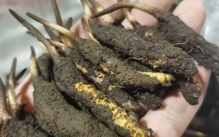 冬虫夏草鲜草保存指南：三招锁住天然精华