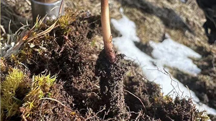 探秘纯野生新鲜冬虫夏草：大自然的珍稀馈赠