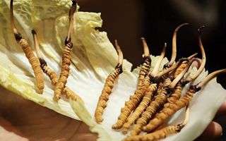 解锁鲜冬虫夏草的养生密码：食用的多重益处