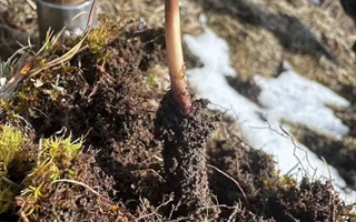 探秘纯野生新鲜冬虫夏草：大自然的珍稀馈赠