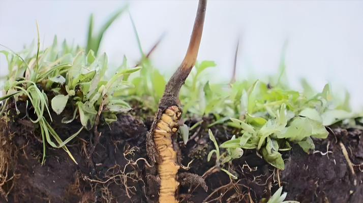 冬虫夏草新鲜度鉴定指南：多维度甄别优质鲜草