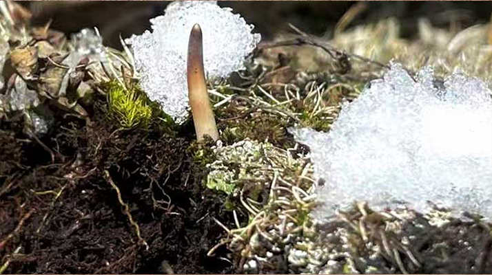 不要错过新鲜冬虫夏草