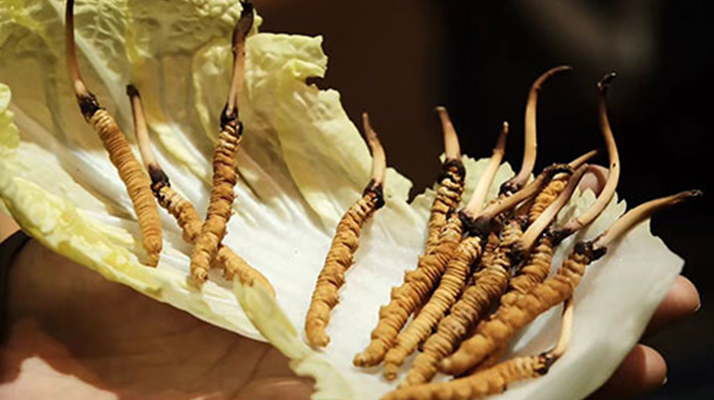 冬虫夏草：干草与鲜草的终极对比，哪种更适合你？