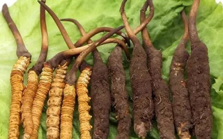 到哪里买新鲜的冬虫夏草？三步辨真伪，四大渠道安心购