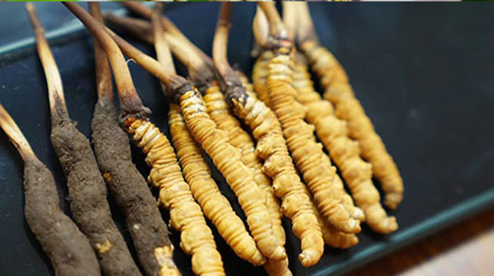 冬虫夏草什么时候有鲜草