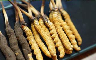 冬虫夏草什么时候有鲜草