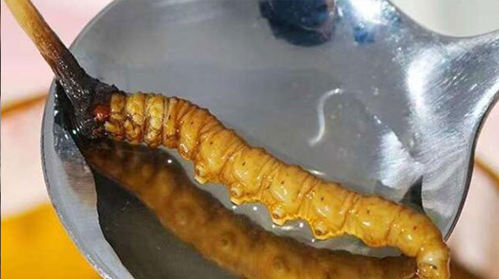 冬虫夏草鲜草冷冻后这样吃，营养不流失！