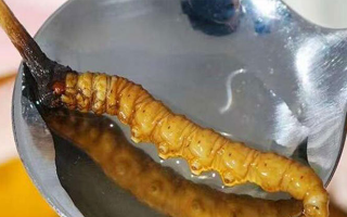 冬虫夏草鲜草冷冻后这样吃，营养不流失！