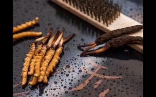 冬虫夏草鲜草清理全指南：洗净滋补好食材