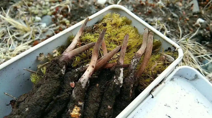 冬虫夏草鲜草保存指南