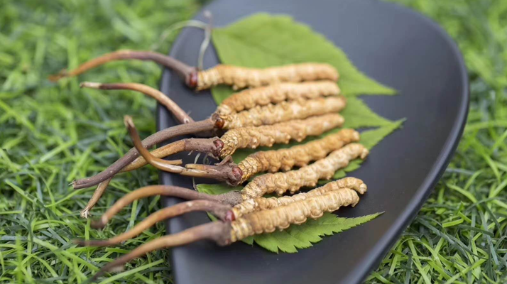 冬虫夏草鲜草一根价格探秘