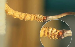探寻鲜冬虫夏草的绝佳口感：好口感的标准与奥秘
