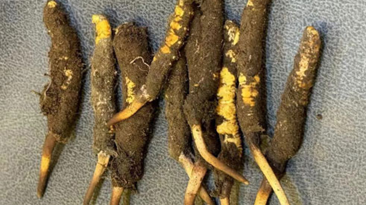 新鲜冬虫夏草处理指南：从清洗到保存的全流程攻略
