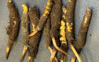 新鲜冬虫夏草处理指南：从清洗到保存的全流程攻略