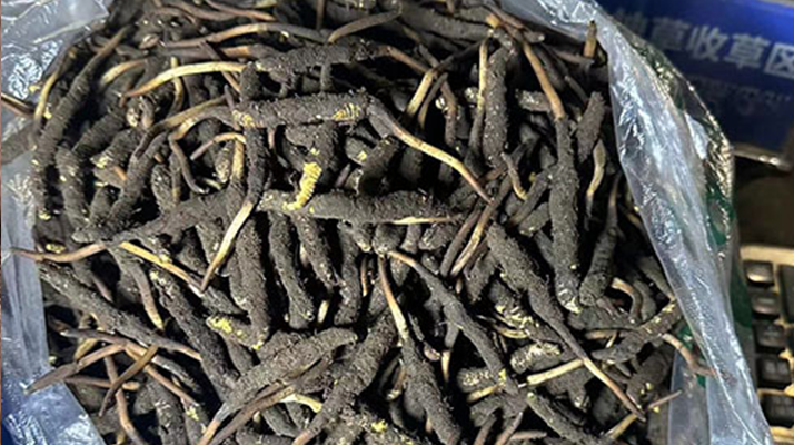 冬虫夏草可以吃鲜的吗？一文为你揭秘