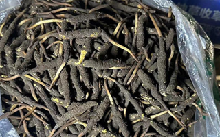 冬虫夏草可以吃鲜的吗？一文为你揭秘