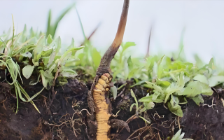 探秘西藏新鲜虫草：雪域高原的养生瑰宝