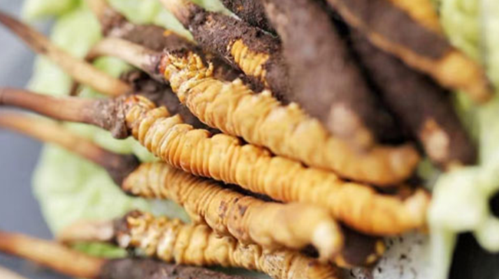冬虫夏草鲜草可以生吃吗？一文解读食用真相
