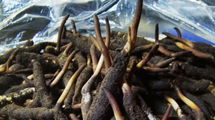 冬虫夏草鲜草能不能泡酒？科学解析与实用指南