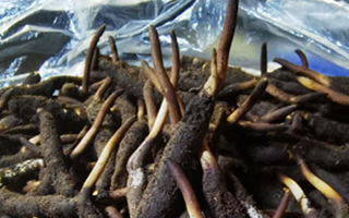 冬虫夏草鲜草能不能泡酒？科学解析与实用指南