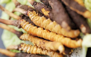 冬虫夏草鲜草可以生吃吗？一文解读食用真相