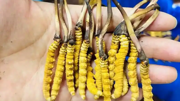 鲜冬虫夏草出水怎么办？实用处理指南