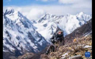 虫草採挖季：雪山前的匍匐尋覓