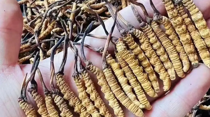 探秘冬虫夏草的故乡：核心产地全解析