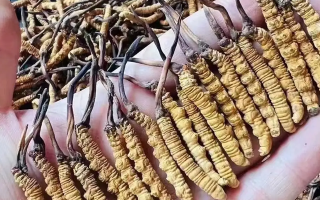 探秘冬虫夏草的故乡：核心产地全解析