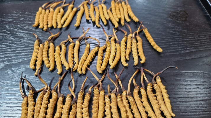 冬虫夏草新草旧草辨别全攻略