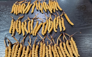 冬虫夏草新草旧草辨别全攻略