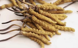冬虫夏草白盒辨别真假视频指南：轻松识破造假陷阱