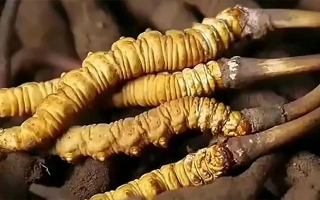 鲜冬虫夏草怎么吃味道好？解锁舌尖上的滋补盛宴