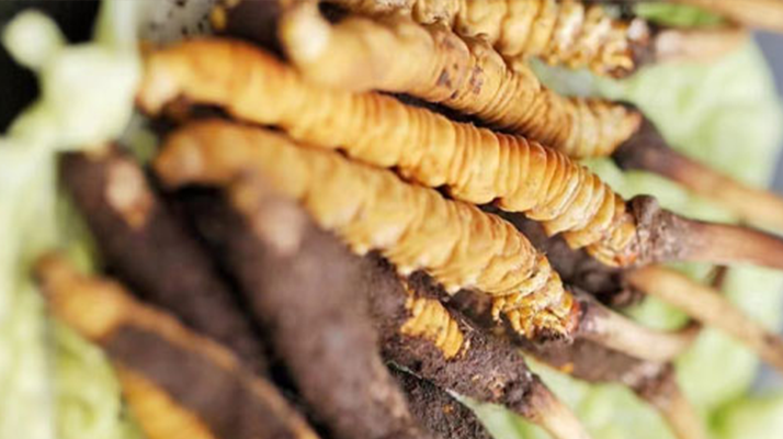 正宗冬虫夏草多少钱一克？深度价格解析