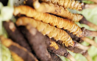 正宗冬虫夏草多少钱一克？深度价格解析