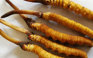 冬虫夏草鲜草价格多少？揭秘其背后的定价密码