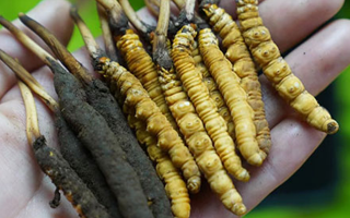 冬虫夏草鲜草生吃可以吗？一文了解食用风险与建议