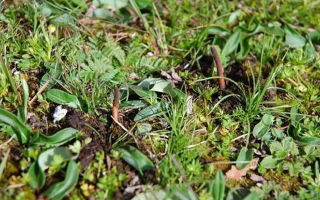 那曲鲜草最后 3 天倒计时：错过再等一年的雪域珍馐