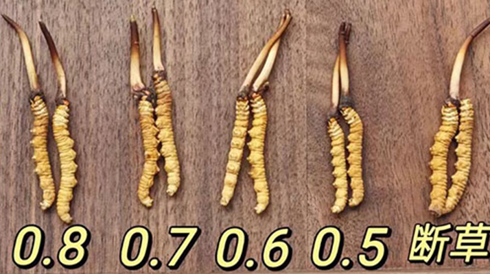 鲜冬虫夏草炖鸡汤：一锅汇聚健康的滋补珍品