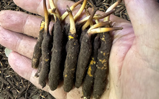 3000 条虫草一克是几只？深入解析虫草规格与重量关系​ ​ ​ ​