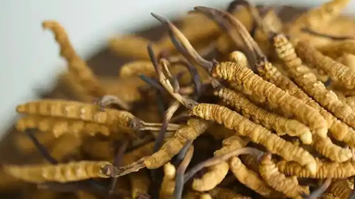 上海东强堂虫草价格