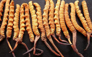 10克的冬虫夏草有多少根