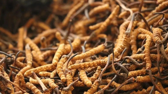 正宗冬虫夏草一斤多少钱？价格背后的市场真相与选购指南​