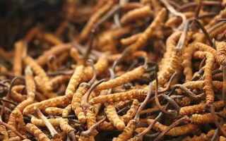 正宗冬虫夏草一斤多少钱？价格背后的市场真相与选购指南​