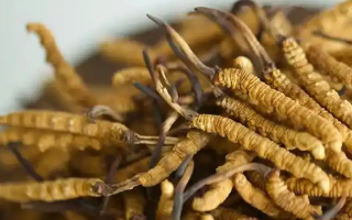 冬虫夏草：千年神话背后的科学真相
