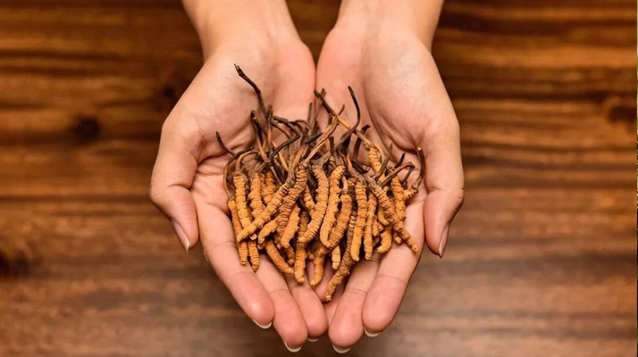 冬虫夏草怎么食用效果好？掌握这些方法发挥最大功效