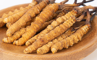 冬虫夏草吃什么好